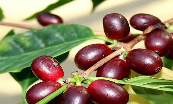 تصویر 2 از خرید و قیمت پودر گیاه روناس + فروش صادراتی